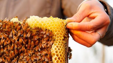 مناحل العسل ؛ عسل النحل