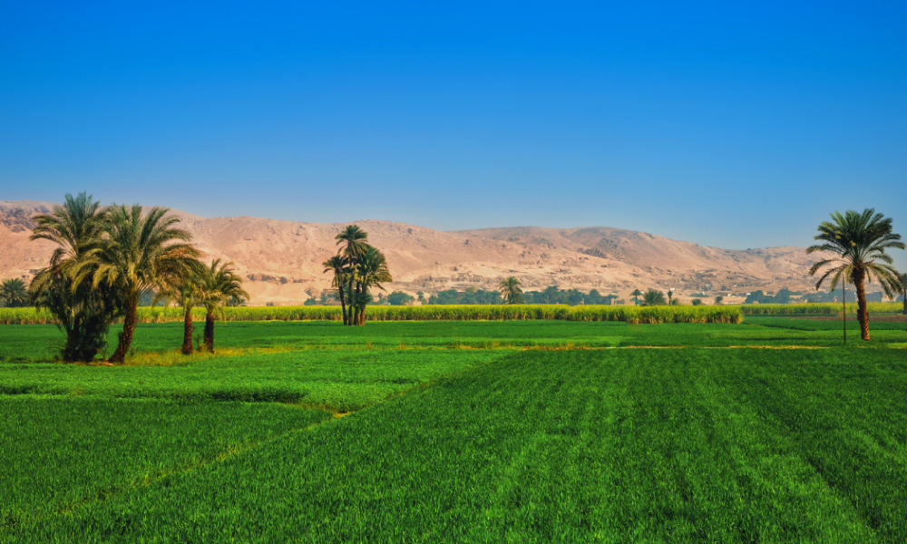 الزراعة فى مصر ؛ القطاع الزراعى ؛ الاستثمار الزراعى ؛ الأراضى الزراعية ؛ قانون الإصلاح الزراعي